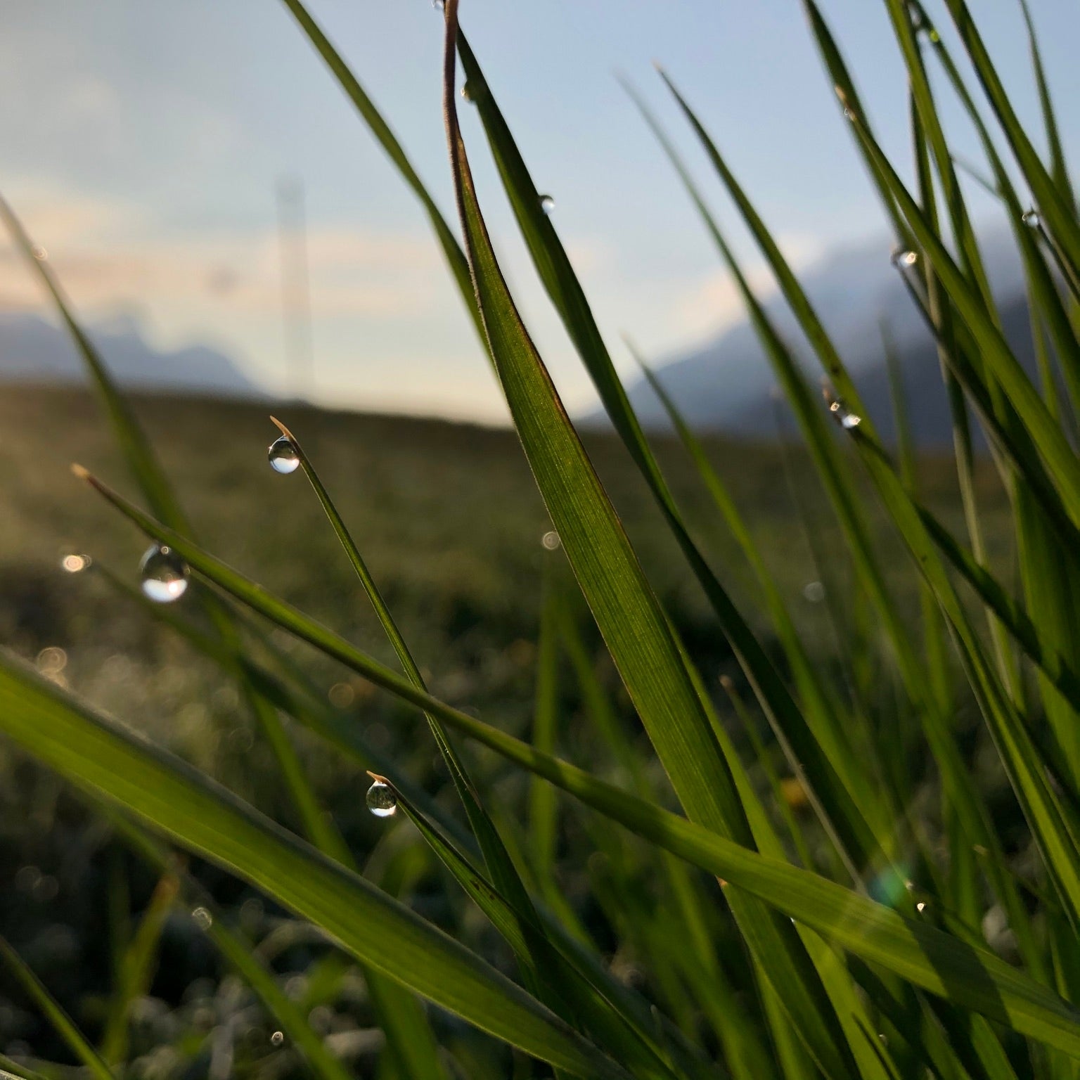 VERT DU CLERC - The Herbarium of Time