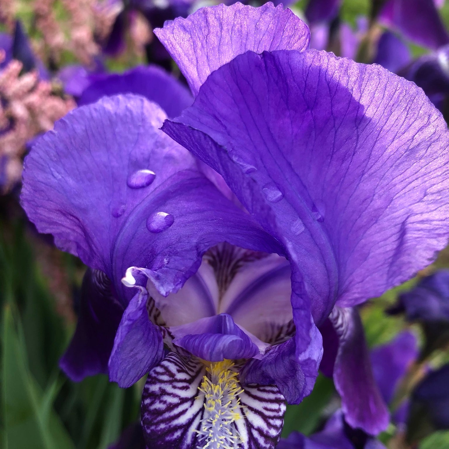 FLEURS DU JARDIN – The Bloom of Serenity